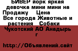БИВЕР йорк яркая девочка мини мини на Продажу! › Цена ­ 45 000 - Все города Животные и растения » Собаки   . Чукотский АО,Анадырь г.